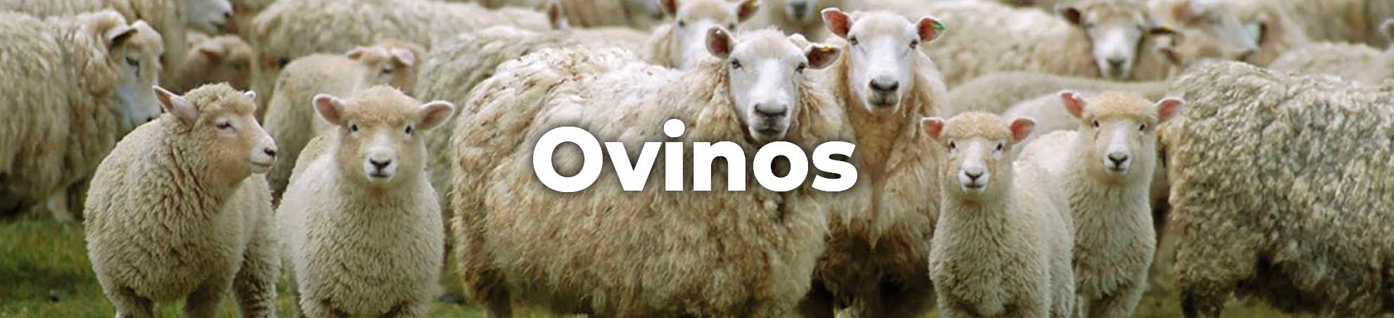 programa genético. razas de ovinos. ganaderia online. 